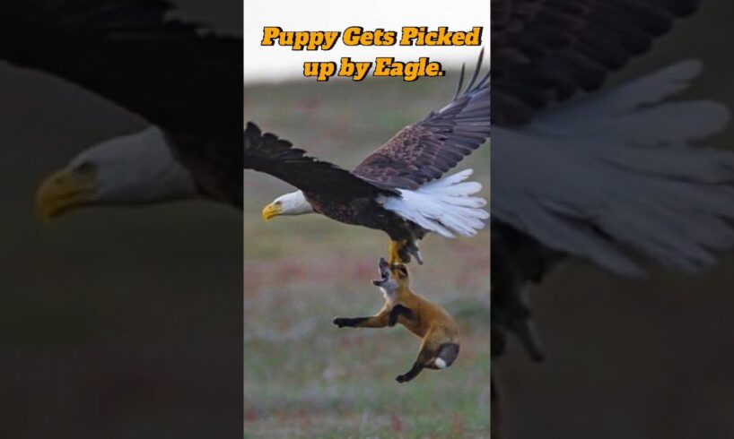 Puppy Get Picked up by Eagle #shorts #eagleattacks #puppyshorts