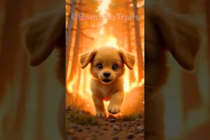 Puppy rescued from forest fire by panda