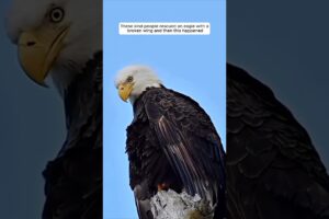 Rescue a eagle with a broken wing #animalshorts #shortvideo #animalrescue