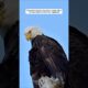 Rescue a eagle with a broken wing #animalshorts #shortvideo #animalrescue