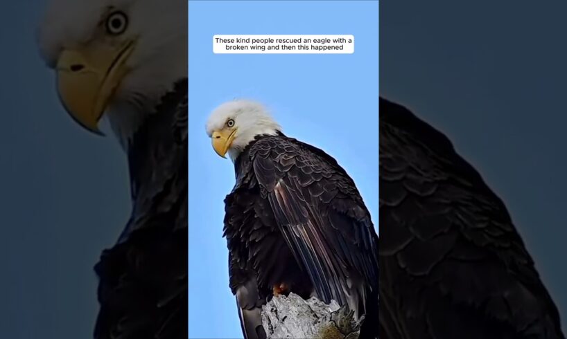 Rescue a eagle with a broken wing #animalshorts #shortvideo #animalrescue