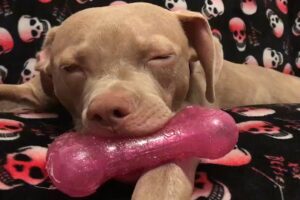 Rescue dog's heartbreaking response to toy