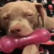 Rescue dog's heartbreaking response to toy