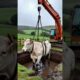 Rescued a Pregnant Cow from Muddy Green Field | Miraculous Animal Rescue