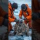 Rescuers team cleaning barnacles and saved life.#animals #rescue #wildlife #ocean