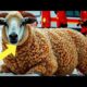 Rescuing a Sheep Covered in Barnacles – A Miracle Survival Story" #barnacles #animals