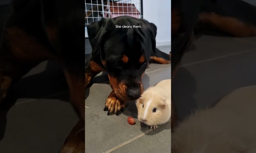 Rottweiler Thinks Guinea Pigs Are Her Babies ❤️ | The Dodo