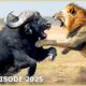 Savage Battles in the Wild: Deadliest Animal Fights Caught on Camera | Animal Documentary