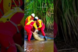 Saving a dog from a crocodile