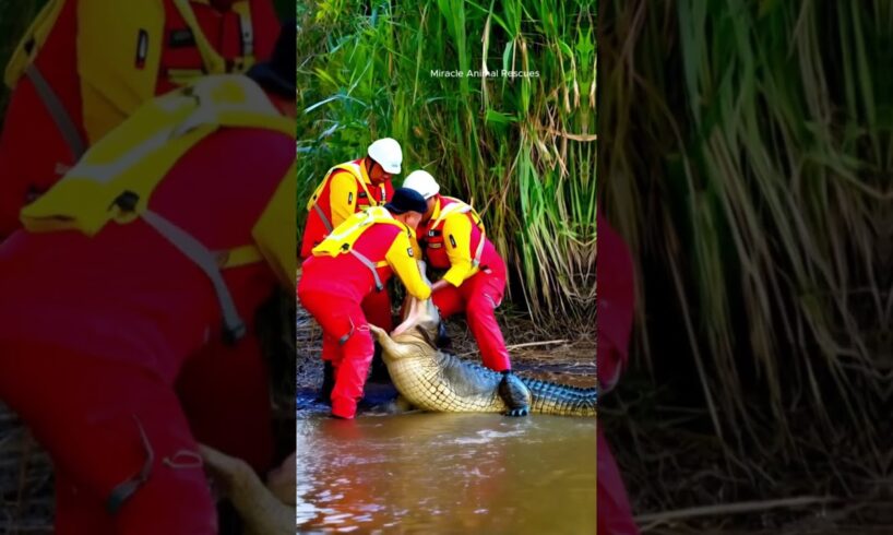 Saving a dog from a crocodile