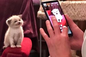 Shelter Kitten Gives a Woman The Cutest Smile And Conquers The Entire Internet!