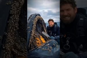 Shocking Rescue: A humpback whale, injured by barnacles, wassuccessFully rescued by a rescue team