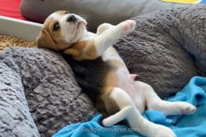 Should i Get a Beagle Puppy? Cute Beagle Puppies Compilation