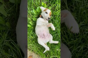 Squid’s new baby brother! | Jack Russell / Beagle “Jackabee” puppy 🐶 #dogs #puppies #cute