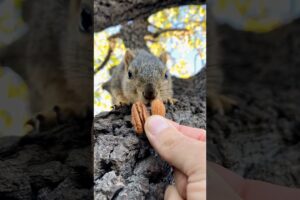 Squirrel Fishing with Baby Lou #animals #games #feed #play #reels #live #series #new #sports #free