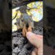 Squirrel Fishing with Baby Lou #animals #games #feed #play #reels #live #series #new #sports #free