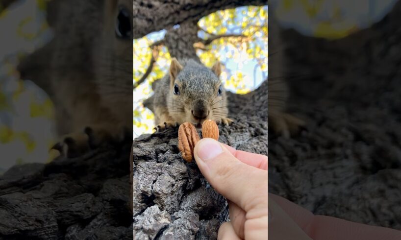 Squirrel Fishing with Baby Lou #animals #games #feed #play #reels #live #series #new #sports #free