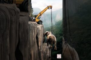 Successful Elephant Rescue: Lifted to Safety, Reunited with Calf! #save #rescue #elephant