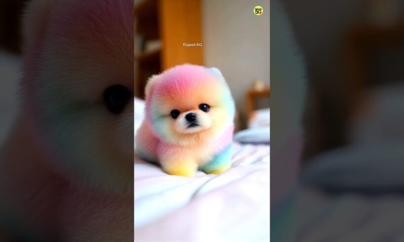 Teacup Dog Online Order Kaise Kare  | Pomeranian puppies #viralshorts #shorts #trending #rajesh5g