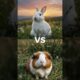 🐾 "The Cutest Animal Battles Ever! 🐰🐻 Who Will Win?" 🐾