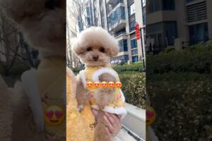 The Cutest Puppy Moments Ever🤣 #shortvideo #viraldog