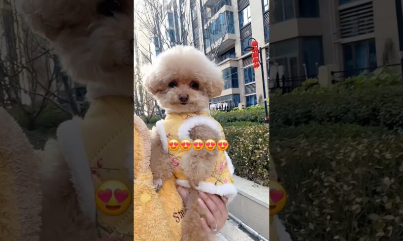 The Cutest Puppy Moments Ever🤣 #shortvideo #viraldog