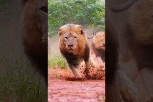 The Most Epic Battles in the Animal Kingdom #shorts #animals