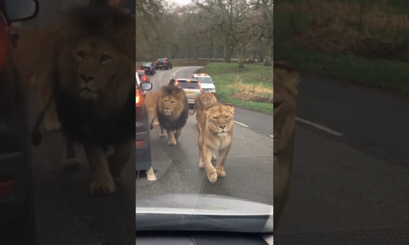 The Most Terrifying Lion Encounter || #lion #wildlife #viralshorts #trendingshorts #shorts