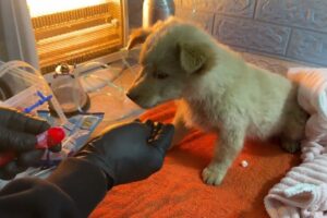 The puppy was enjoying his last moments on the highway, desperately begging for help