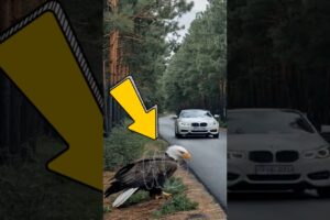 The story of an American bald eagle being saved by a BMW convertible