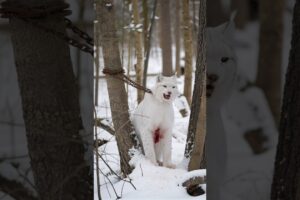 The story of the Siberian husky who saved the life of the lynx #animals #siberianhusky #lynx