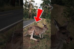 The story of the kangaroo's rescue after getting tangled in barbed wire