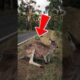 The story of the kangaroo's rescue after getting tangled in barbed wire