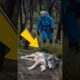 The story of the wounded wolf's salvation #animals #wolf