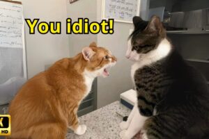 These Cats Speak English Better Than Hooman