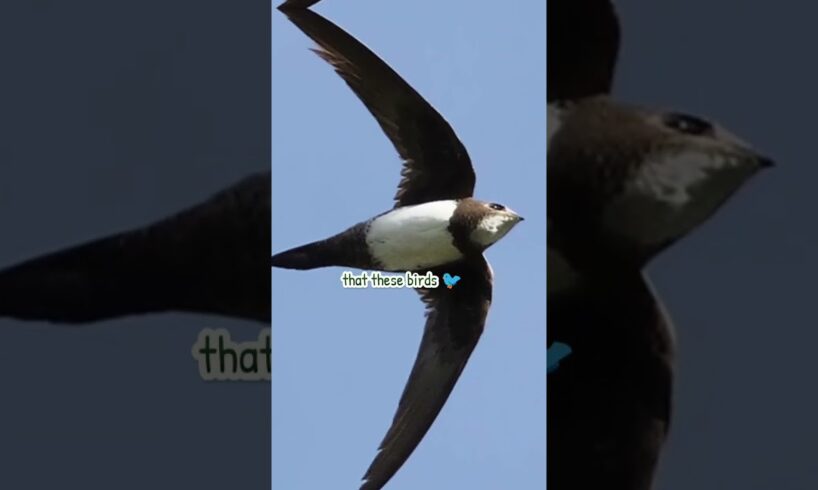 This Bird Can Fly Non Stop For Months 🐦 #animals #wildlife #birds #shorts #shortsfeed #wildanimals