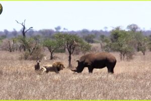 This Lion Was Doomed! Rare Animal Fights Caught On Camera | Animal Fighting