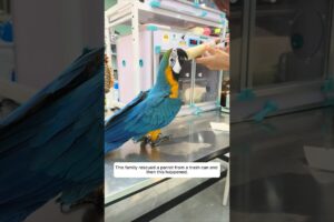 This family rescued a parrot from a trash can and then this happened #animalshorts