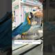 This family rescued a parrot from a trash can and then this happened #animalshorts