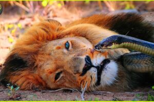 This lion was DOOMED! Most INCREDIBLE Snake Attacks Caught On Camera | Animal Fighting