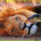 This lion was DOOMED! Most INCREDIBLE Snake Attacks Caught On Camera | Animal Fighting