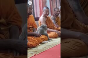 This wild monkey calmly meditates with monks in Thailand | USA TODAY #Shorts