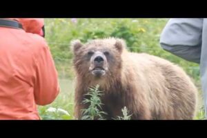 Timothy Hilston Was Killed By These Three Grizzlies