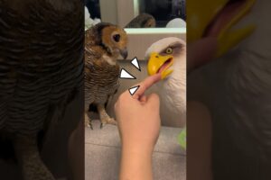 Trik supaya tidak digigit burunghantu! #animals #funnyvideo #burunghantu #funny #owl #pets