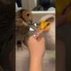 Trik supaya tidak digigit burunghantu! #animals #funnyvideo #burunghantu #funny #owl #pets