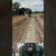 Two massive elephant bulls fighting 😱 | Animal fight video | #wildlife #shorts