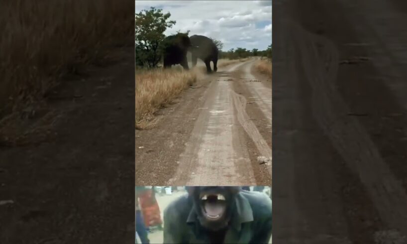 Two massive elephant bulls fighting 😱 | Animal fight video | #wildlife #shorts