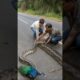 Two men are saving a peacock from a python snake 😮 #shortvideo #animal #rescue #shorts