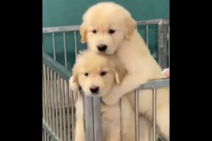 Two super cute puppies #god #golden #retriever #retrieversgram