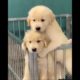 Two super cute puppies #god #golden #retriever #retrieversgram